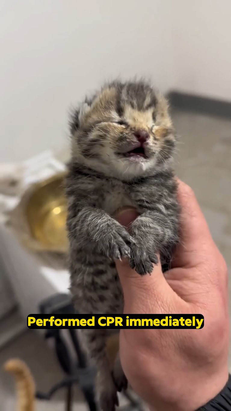 The weakest kitten abandoned aside by its stray mama cat-yt.savetube.me (1).00_00_06_59.Still001