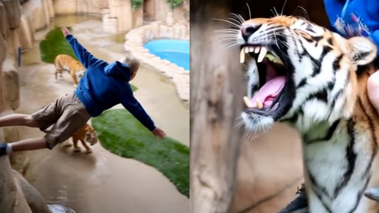 Boy Falls Into Tiger Enclosure—What Happens Next Leaves Everyone Stunned
