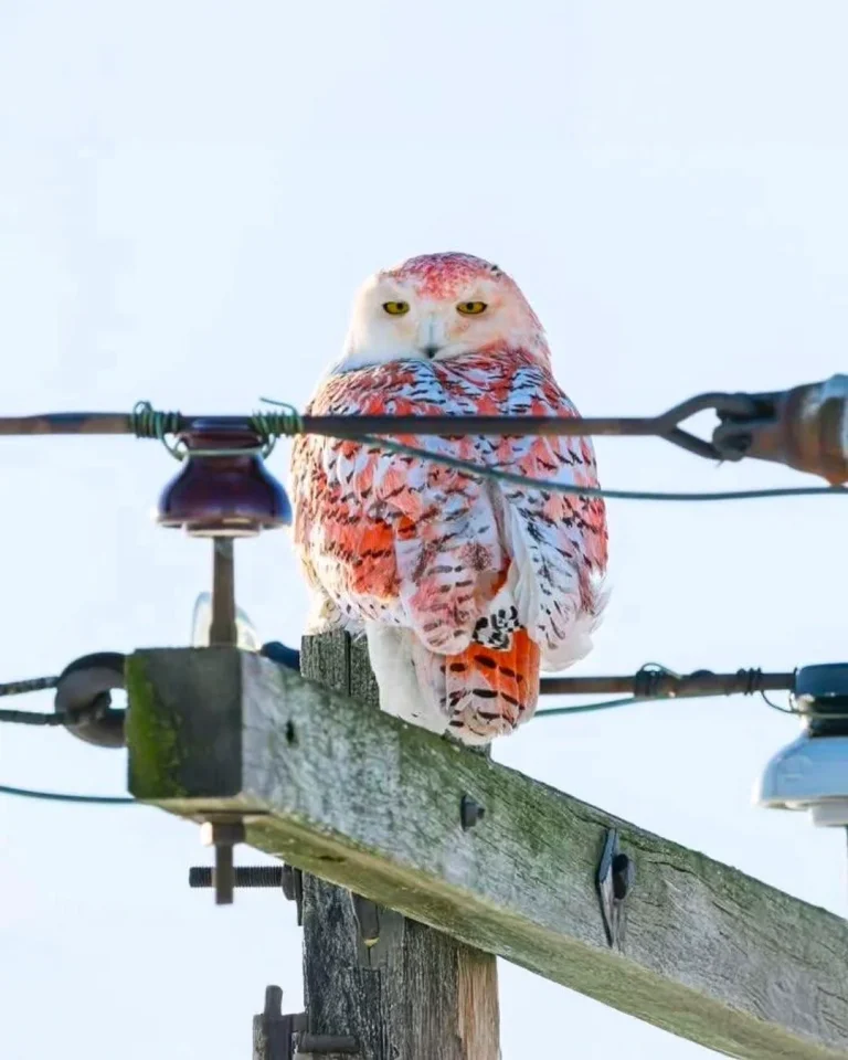 one-of-a-kind-orange-snowy-owl-spotted-in-huron-county-v0-i62b2tb81iqe1