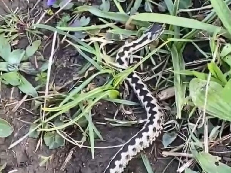 dead snake 1