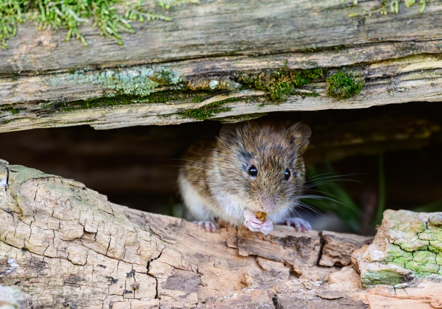 Deadly Hantavirus Panic Spreads After 3 Sudden Deaths Spark Fears of New Pandemic…see more